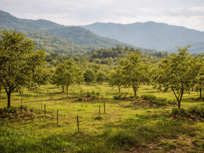 plantation viability